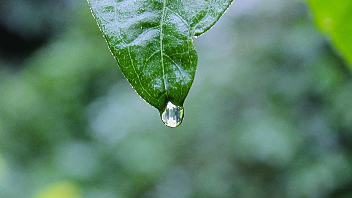 ঢাকা বইমেলা ২০২৬: বইপ্রেমীদের মিলনমেলা